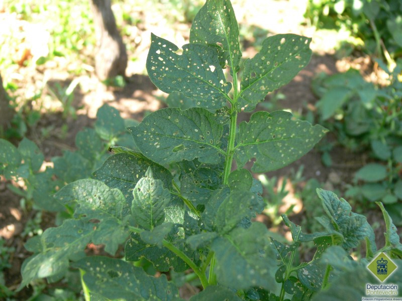 Planta de pataca con síntomas de Epitrix similaris